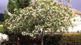 Chilopsis linearis  Desert Willow Desert Catalpa [upl. by Florida208]