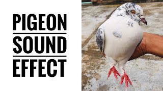 Pigeon Sound Effect  High Quality Impressive Sound  Pigeon Sound [upl. by Nafis902]