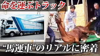 【壮絶】命を運ぶトラックquot馬運車quotのリアルな現場をお見せします【ウォブラー症候群】 [upl. by Anekam19]