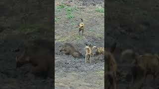 Against All Odds The Incredible Survival Story of a Warthog Who Outsmarted a Pack of Wild Dogs [upl. by Enautna]