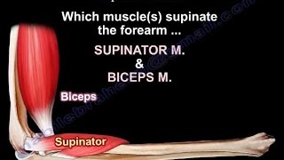 Anatomy Of The Supinator Muscle  Everything You Need To Know  Dr Nabil Ebraheim [upl. by Fabian151]