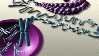 Genetics How a chromosome is found in the cell nucleus [upl. by Atoiganap592]