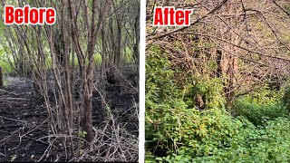 Habitat Restoration  Removing Buckthorn to create more browse and bedding [upl. by Lilla15]