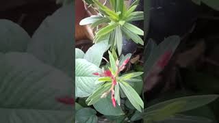 Oleander plant grows from cuttingsshorts [upl. by Hnilym]