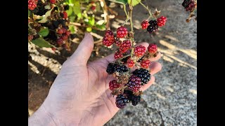 3 wild conglomerate berries growing in Oregon [upl. by Elehcor]