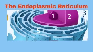 Endoplasmic Reticulum Rough and Smooth ER [upl. by Eniarrol]