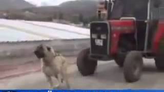 Turkish Dog Kangal Pulls the 35 Ton Tractor [upl. by Airol459]