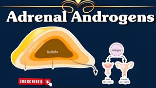 Adrenal Androgens ll Gonadocorticoids ll Adrenal Gland ll Endocrinology [upl. by Iy]