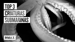 El enigma de 3 criaturas submarinas captadas en vídeo  Misterios de las profundidades [upl. by Leahcimdivad]