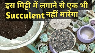 इस मिट्टी में लगाने से एक भी Succulent नहीं मारेगा  Succulent Plants Care [upl. by Godric]