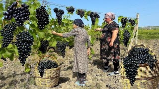 Harvesting Black Grapes  Making Juice and Azerbaijan Cabbage DOLMA [upl. by Barbour]