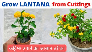 लैंटाना को कटिंग से कैसे उगाये How to Grow Lantana Plant from Cuttings Lantana Care amp Propagation [upl. by Rucker]