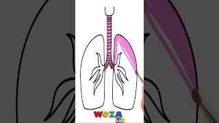 Coloring lungs for kids shorts [upl. by Annor]