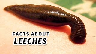 Leech Facts BLOOD SUCKER  Animal Fact Files [upl. by Baum]