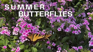 Summer Butterflies [upl. by Yates]