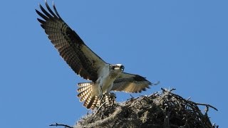 The Osprey Sounds and Habitat [upl. by Airelav89]