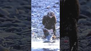 Salmon die after spawning their bodies provide nutrients to the ecosystemyoutubeshorts shortsvideo [upl. by Hoseia]