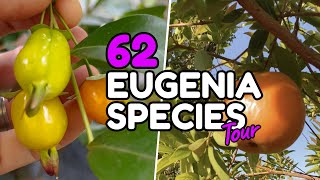 Eugenia yard tour with 62 species in Southern California [upl. by Omoj]