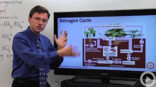 Biology  Nitrogen Cycle [upl. by Thorman]