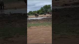 The Best Elephant Sighting Youll See Kruger National Park [upl. by Eno]