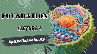 Epithelial Polarity [upl. by Arykahs]