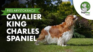 Cavalier King Charles Spaniel  pies arystokracji [upl. by Can]