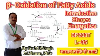 Beta Oxidation of Fatty Acids  Lipid Metabolism  Energetics  Biochemistry  BP203T  L35 [upl. by Anthia]