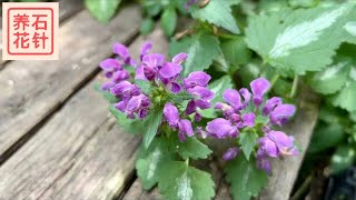 规规矩矩、漂漂亮亮的耐荫地被植物  花园野芝麻  Dead nettle  Lamium [upl. by Charin102]