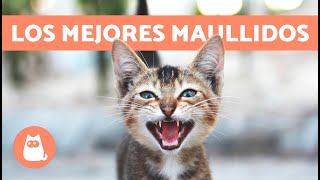 Los mejores VÍDEOS de GATOS MAULLANDO 🐱🐾 ¡Gatos MAULLANDO Enojados Felices y Graciosos [upl. by Prissy364]