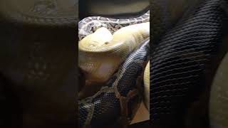 Big pythons breeding burmesepython pythonsnake snakes [upl. by Pulchia277]