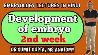 Development of embryo in 2nd week  general embryology [upl. by Kast599]