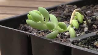 How to Propagate Donkeys Tail Burros Tail Succulents  Sedum Morganianum [upl. by Nadnal]