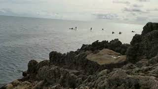 Stackpole fishing Pembrokeshire and Gary the Seal [upl. by Airdnekal]