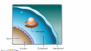 Glucocorticosteroid Mechansim of Action [upl. by Winser]