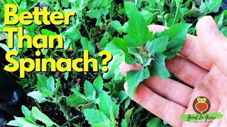 Best Tasting Edible Weed Lambsquarters aka Goosefoot is Amazing [upl. by Wernick]