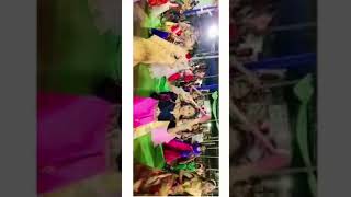 Dolina Dolina Song🔥💥🔥💥🙏garba dholidadholida dandiya dance05oct2022 from Triveniganj [upl. by Linsk]