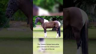 What is a Tobiano horse One of the most beautiful horse color pattern [upl. by Akcinahs]