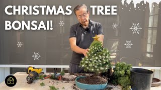 Making a Bonsai from a Christmas Tree [upl. by Mathe26]