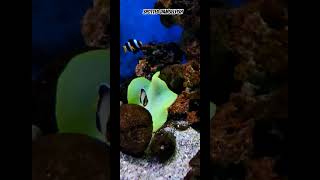 spotted damselfish fishingvideo fish aquriam aquarium aquarim fishaquarium birds [upl. by Benisch]