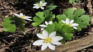 Sanguinaria propiedades y Usos medicinales Sanguinaria canadensis [upl. by Aivatan792]