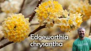 Edgeworthia chrysantha  Paperbush [upl. by Aitsirhc]