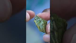 TURTLE INSIDE FISH is ALIVE Shorts [upl. by Abran72]