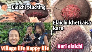 Bare Elaichi ka kheti aisa kro  Black Cardamoms plucking vlog  Elaichi  Promis simple life [upl. by Nylsor]