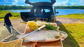 Cooking Fresh Fish In The Back Of My SUV Catch amp Cook [upl. by Veedis233]