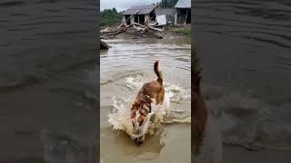 A sudden violent storm caused raging rapids and floods A golden retriever bravely rescued a child [upl. by Candless]