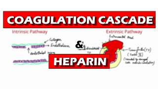 Warfarin History and Pharmacological Action  Pharmacology  Sketchy Medical  USMLE Step 1 [upl. by Nyahs]