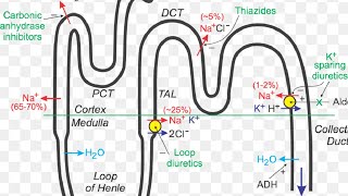 diuretics  pharmacology [upl. by Aneryc537]