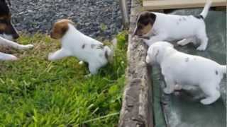 CHIOT JACK RUSSEL PUPPIES [upl. by Silberman]