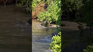 Hawaiian monk seal zoomed in filmed from over 100 feet away [upl. by Neelram]