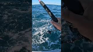 First person to catch a tuna while on a zoom call bluefintuna jigging tunafishing [upl. by Clovis]